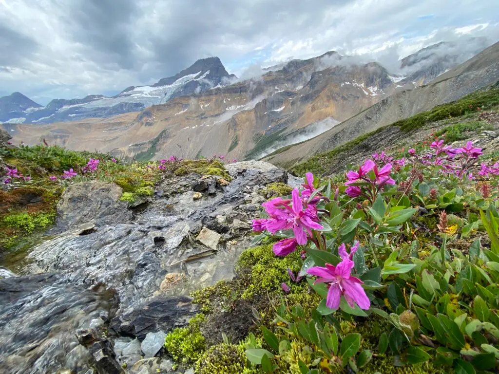 General Mountaineering Camp alpine flowers